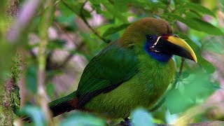 Birds amp Nature Costa Rica [upl. by Ecirahc]