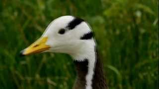 Head of a Barheaded Goose Anser indicus  Kopf einer Streifengans bzw Indischen Gans 1 [upl. by Luht]