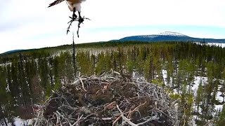 Muonio Osprey 1552024Kajo kohentelee pesää  Kajo works on the nest [upl. by Milburt]