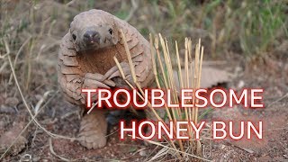 Honey Bun the pangolin The naughty dinosaur youve never heard of  BBC [upl. by Horwath]