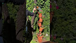 TORRE de VASOS EQUILIBRISTAS com MINI PETUNIAS [upl. by Areta]