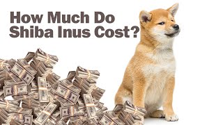 How Much Do Shiba Inu Puppies Cost [upl. by Arraic]