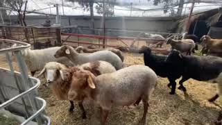 FAT  TAILED SHEEP IN CALIFORNIA [upl. by Staw]