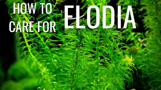 How To Care For And Propagate Elodia AKA Anacharis [upl. by Ashien]