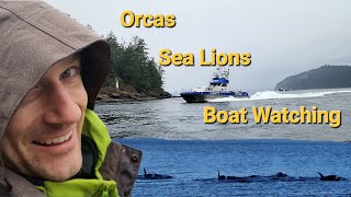 Orcas Sea Lions and Boat Watching at Dodds Narrows from Mudge Island [upl. by Assert116]