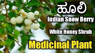 ಹೂಲಿ Indian Snow Berry  White Honey Shrub [upl. by Hawkins]