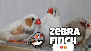 Welcome My Zebra Finches i Hope youllLike your New HomePets vlog [upl. by Eisyak]