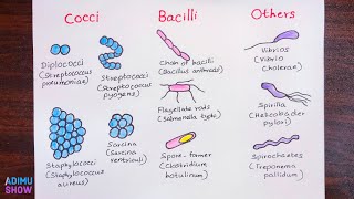 How To Draw Different Shapes Of Bacteria [upl. by Jasik]