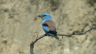 Birding Bulgaria 2016 [upl. by Nonnah632]