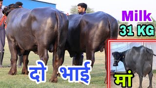 दो भाई HSB की शान  Great Murrah Bull of HSB the son of All time Champion Buffalo Ganga ganga [upl. by Shult]