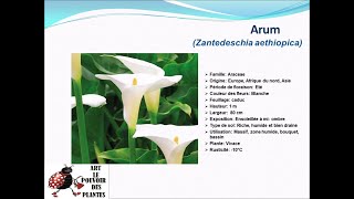 Jardinage Fiche technique Arum Zantedeschia aethiopica Plante vivace [upl. by Gladdie]