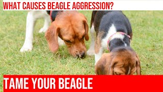 Socializing Beagles How to Manage Aggression Towards Humans [upl. by Schober]