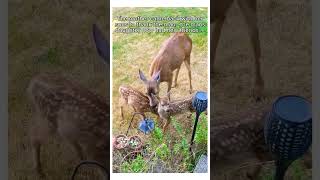 Man rescues baby deer and earns a lifelong friend wholesome animal ￼ [upl. by Leckie]