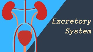 Excretory System  Kidneys Skin and Lungs eliminating waste [upl. by Tfat23]