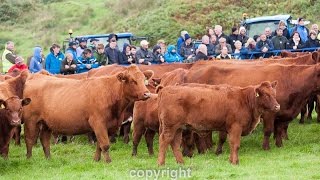 Luing cattle open day 2016 [upl. by Lancaster364]