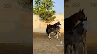 please support Karen viralvideo horsebeauty foryou growaccount beautifulhorses 1millionviews [upl. by Dobb568]