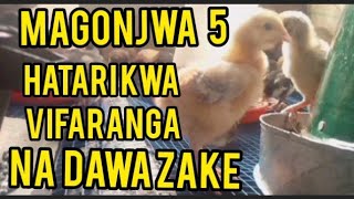 Magonjwa 5 Hatari kwa Vifaranga na Dawa Zake 5 Dangerous Diseases in Chicks and their Medicines [upl. by Sheley53]