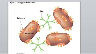 17 2 diagnostic immunology [upl. by Brunhilda499]