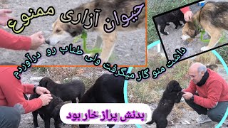 ولاگ روزانه غذا رسانی و حمایت از حیوانات بی پناه در جاده🦮🐕🦮🐕🦮 [upl. by Aihsit454]