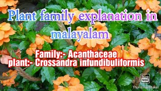 FAMILY ACANTHACEAE family explanation in Malayalam [upl. by Chiarra]