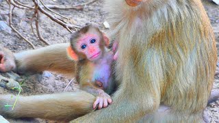 Smart Newborn Monkey healthy and physically fit [upl. by Eenahs]