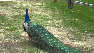 Pavo real cantando [upl. by Bagger]