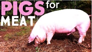 How to Raise Pigs for Meat on the Homestead [upl. by Montagna121]