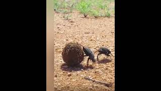 Dung Beetlesnature natural amazing insects naturebeauty [upl. by Ahseiat795]