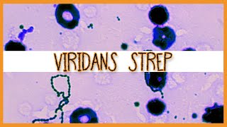 Viridans Streptococci S Mutans S Mitis S Sanguinis [upl. by Nnoryt]