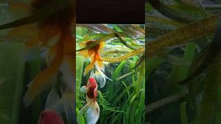 Fantail Fancy goldfish feeding time [upl. by Nylecsoj976]