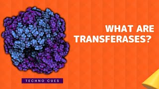 What are Transferases [upl. by Lacsap]