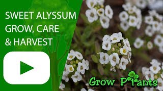 Sweet alyssum  grow harvest amp eat Lobularia maritime [upl. by Etak]