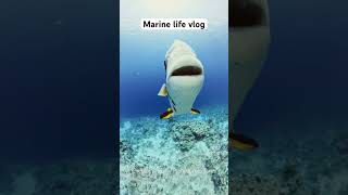 Marine Life Vlog  Circular Batfish short [upl. by Virnelli769]