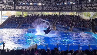 One Big World Orca Encounter SeaWorld San Antonio 111823 [upl. by Essilevi]