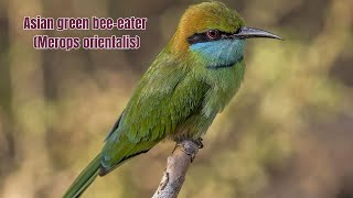 Asian green bee eater Merops orientalis little green beeeater and green beeeater [upl. by Pevzner]