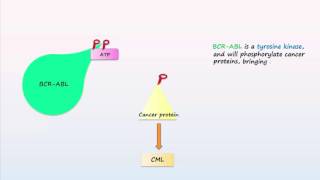 Philadelphia Chromosome Translocations Inversions Deletions [upl. by Bendicty11]