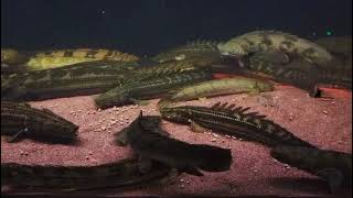 Pellets feeding Polyptetus Bichir PBB Turkana Chad Endlicheri Congicus Lapradei Ansorgii [upl. by Osnerol]