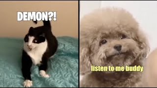 Best Animal Voiceovers  Ep 61 [upl. by Munson]