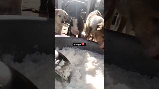 Sukuun ♥️  youtubeshorts  shorts  shallukhajuriaomshakti dog feed love care [upl. by Booma]