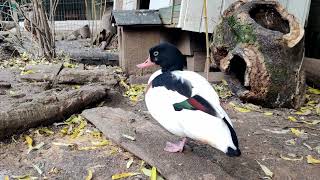 Various waterfowl ducks сanada goose ruddy shelduck mandarin ducks and othersbirds [upl. by Pegasus61]