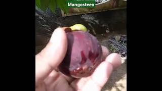 Unique Mangosteen Fruit ytshorts youtubeshorts youtube [upl. by Oner]