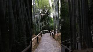 Forêt de bambou Kyoto [upl. by Suired]