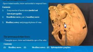 31 Infratemporal amp Pterygopalatine fossa تشريح أحمد كمال [upl. by Negris286]