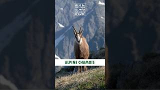 Alpine Chamois Goat Antelope Masters of Vertical Hill Climbing [upl. by Aydidey]