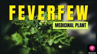 The Healing Power of Feverfew Benefits Uses and Side Effects Explained  Blissed Zone [upl. by Sidon]