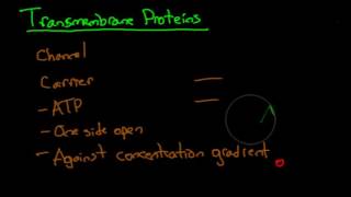 Fast Biology Transmembrane Proteins [upl. by Ennaus]