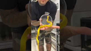 Very Rare YELLOW Insularis Viper 🔥 shorts rare snake [upl. by Dadelos284]