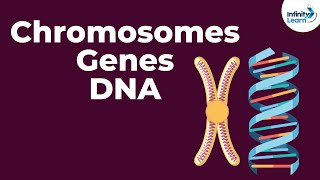 Genetics Basics  Chromosomes Genes DNA and Traits  Infinity Learn [upl. by Reich278]