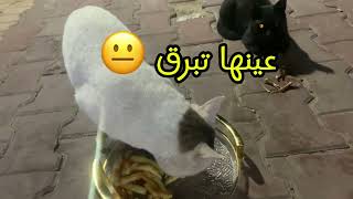 يوميات ڤلوق اكل قطط youtubeshorts cat vlog اكسبلور قطتي tiktok catlover kitten y2k [upl. by Yrailih469]