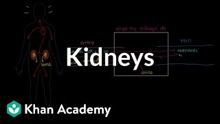 Meet the kidneys  Renal system physiology  NCLEXRN  Khan Academy [upl. by Anircam]